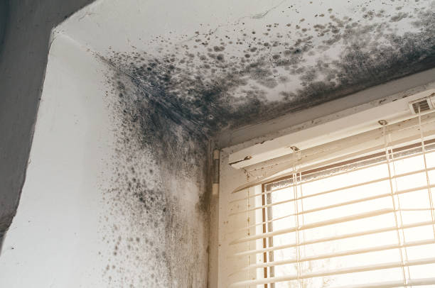 Trusted Mold Inspection service in Audubon, PA - Cheap Mold Removal